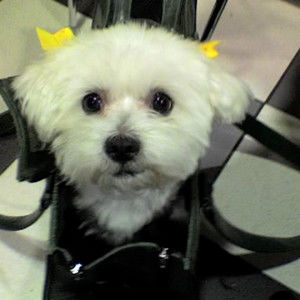 Meet your Posher, Eileen